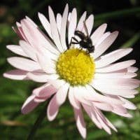 Artikelbild Mandalas und Gänseblümchen