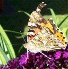 Artikelbild Fotos von Schmetterlingen