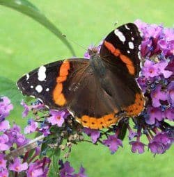 Schmetterling auf Sommerflieger
