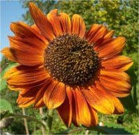 Sonnenblume