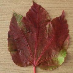 Weinblatt